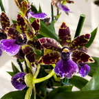 Zygopetalum Advance Australia - scented flowers