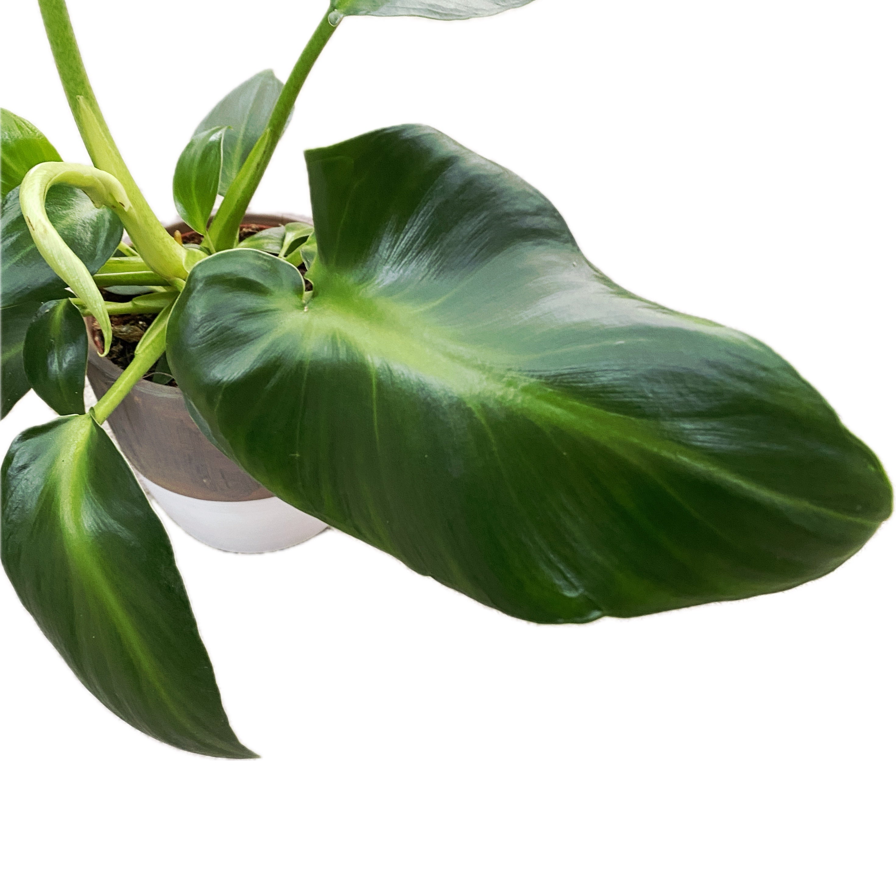 philodendron rugosum cuidados Philodendron Rugosum Forma Aberrante – Secret Garden Plant Shop