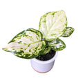 Aglaonema White Spot (Snowflake) *babyplant