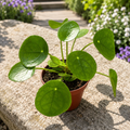 Pilea peperomioides – парично растение, декоративно и лесно за отглеждане