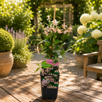 Trachelospermum jasminoides 'Pink Showers' - flori roz parfumate