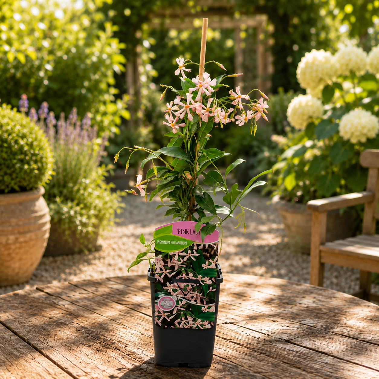 Trachelospermum jasminoides 'Pink Showers' - fragrant pink flowers