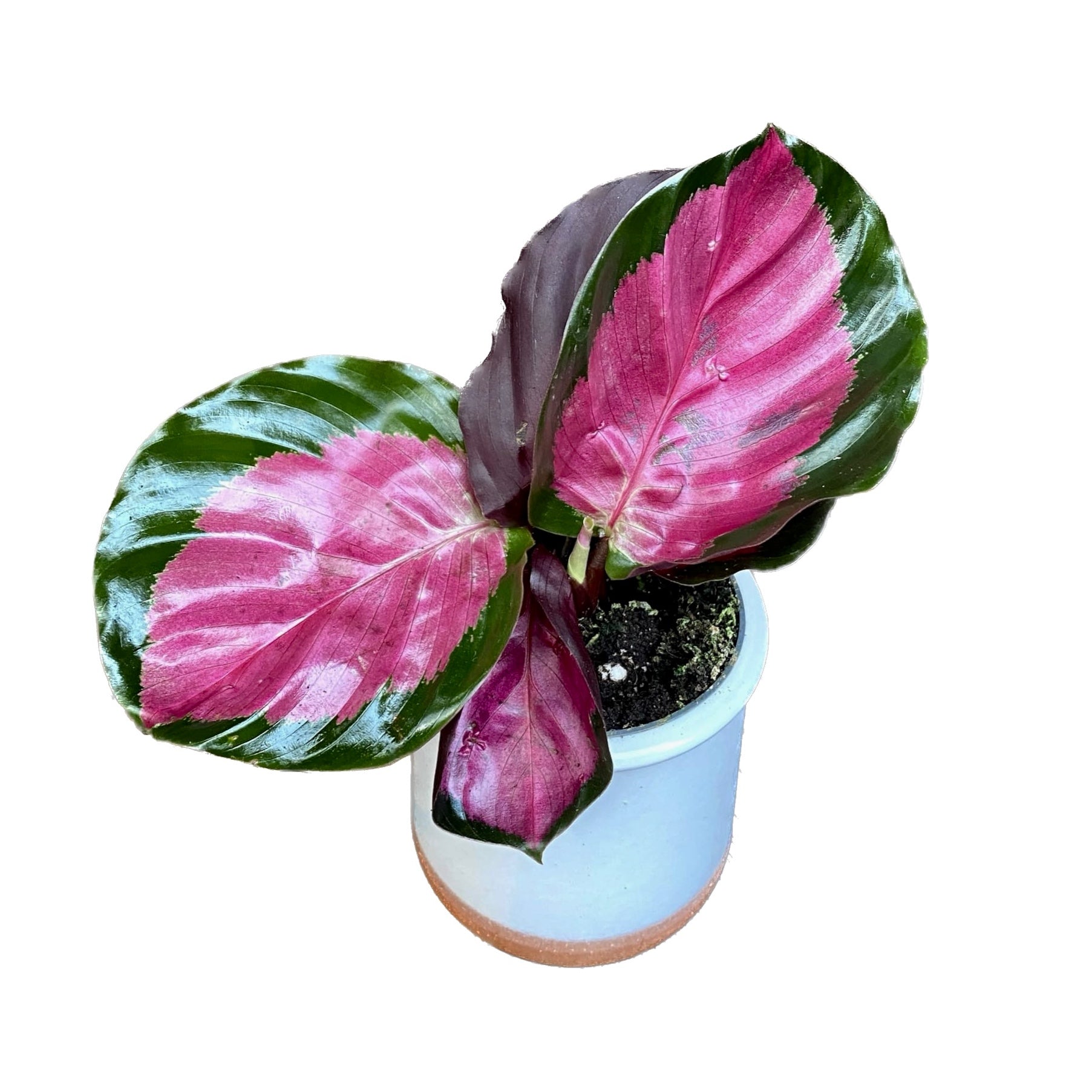 Calathea Roseopicta Rosy (babyplant)