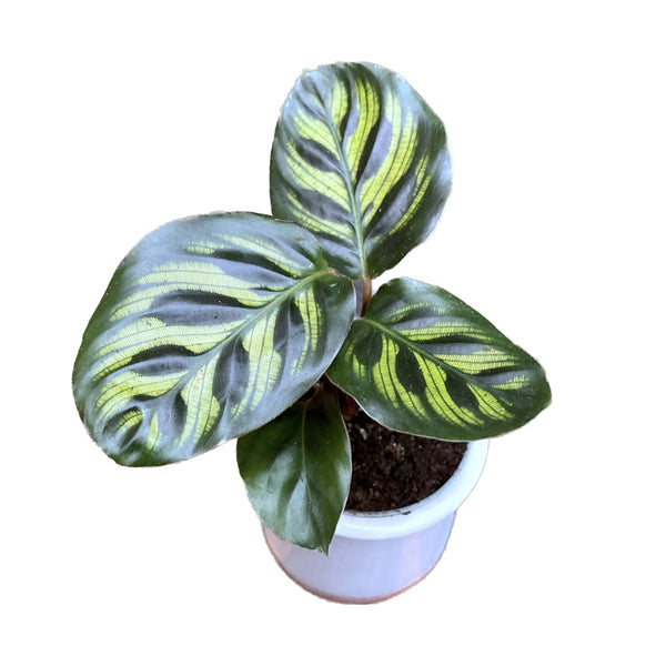 Calathea Makoyana * Babypflanze
