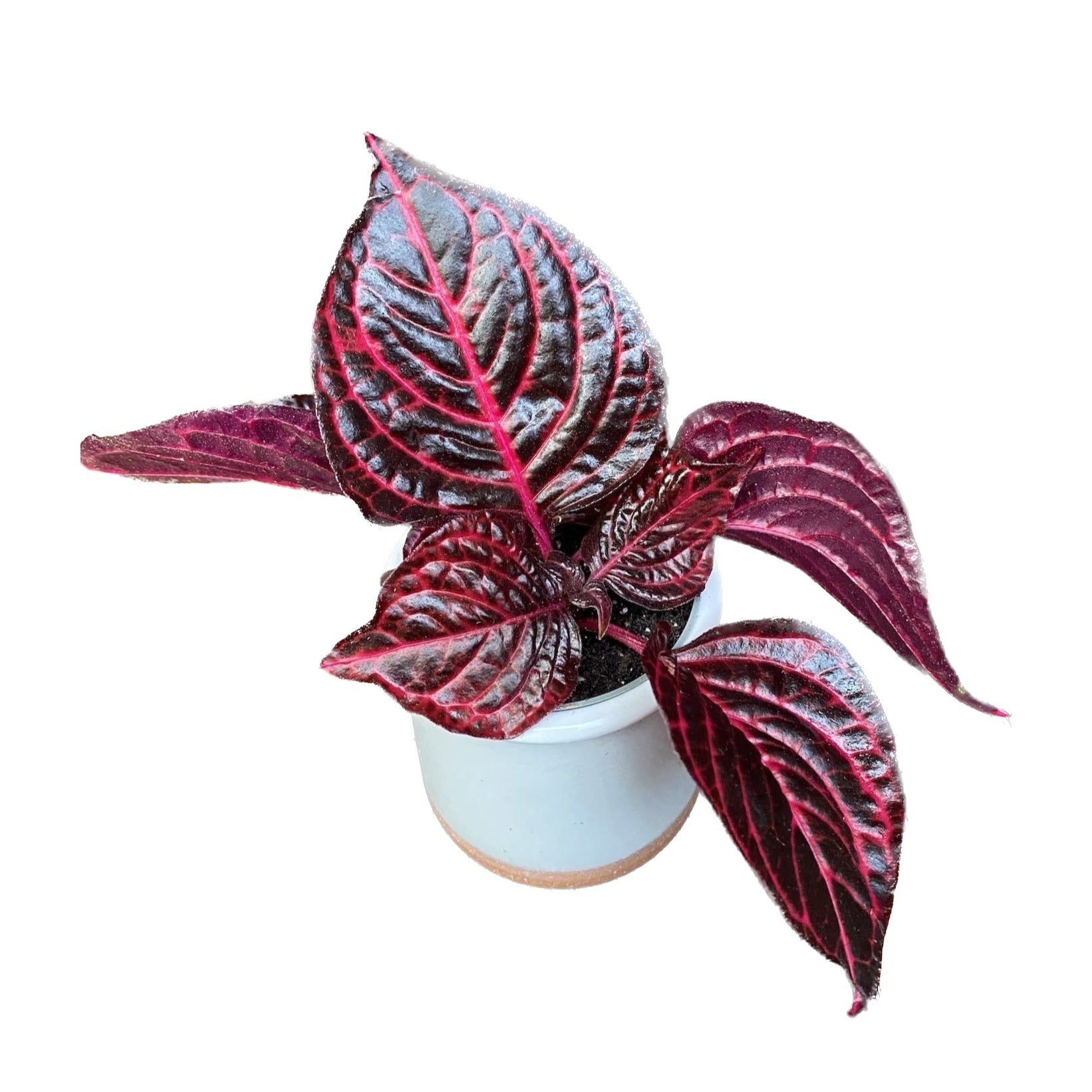 Iresine herbstii ‘Redstar’ (Beefsteak Plant) D6