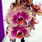 Phalaenopsis 'Limited #29’