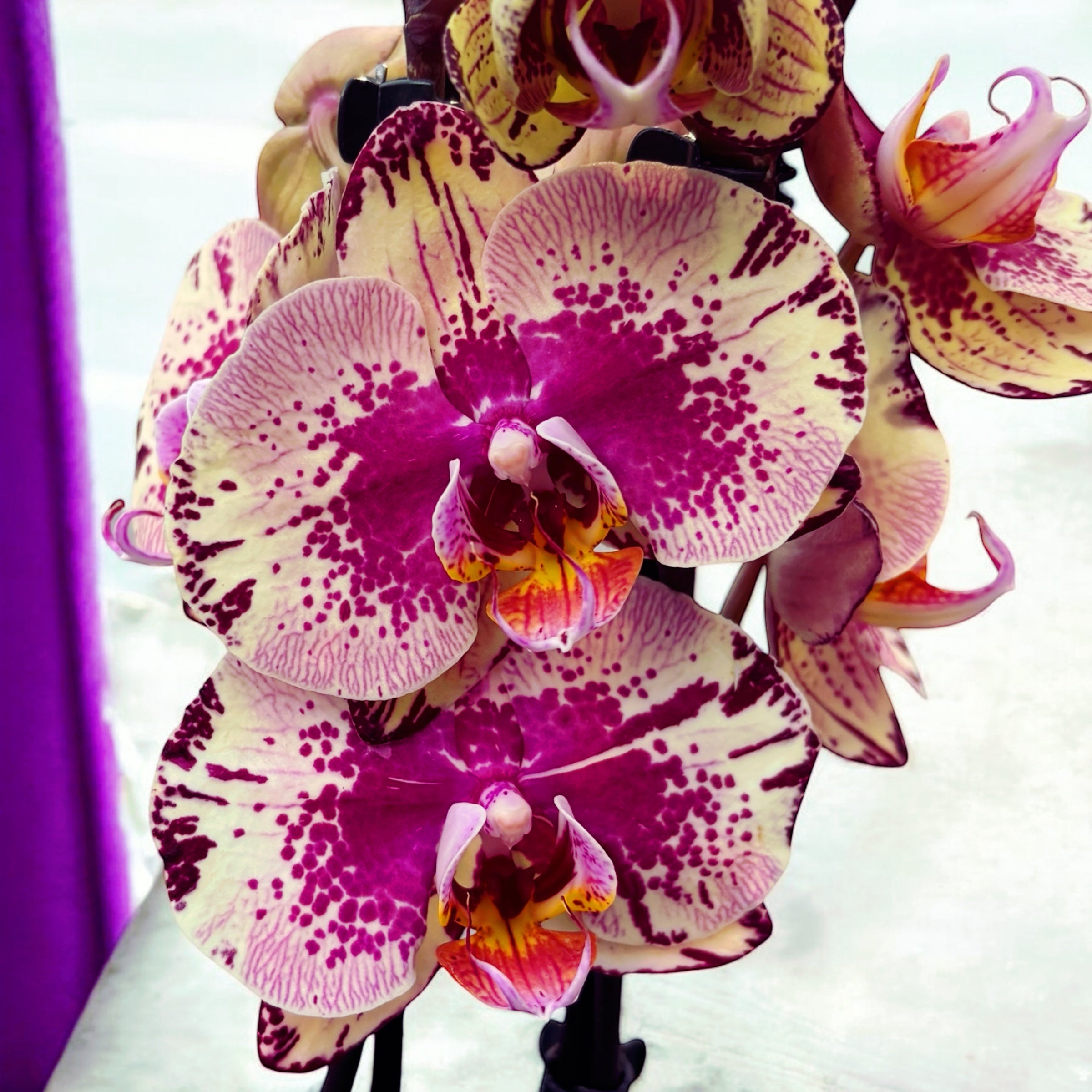 Phalaenopsis 'Limited #29’