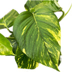 Epipremnum aureum 'Golden' H90 5pp