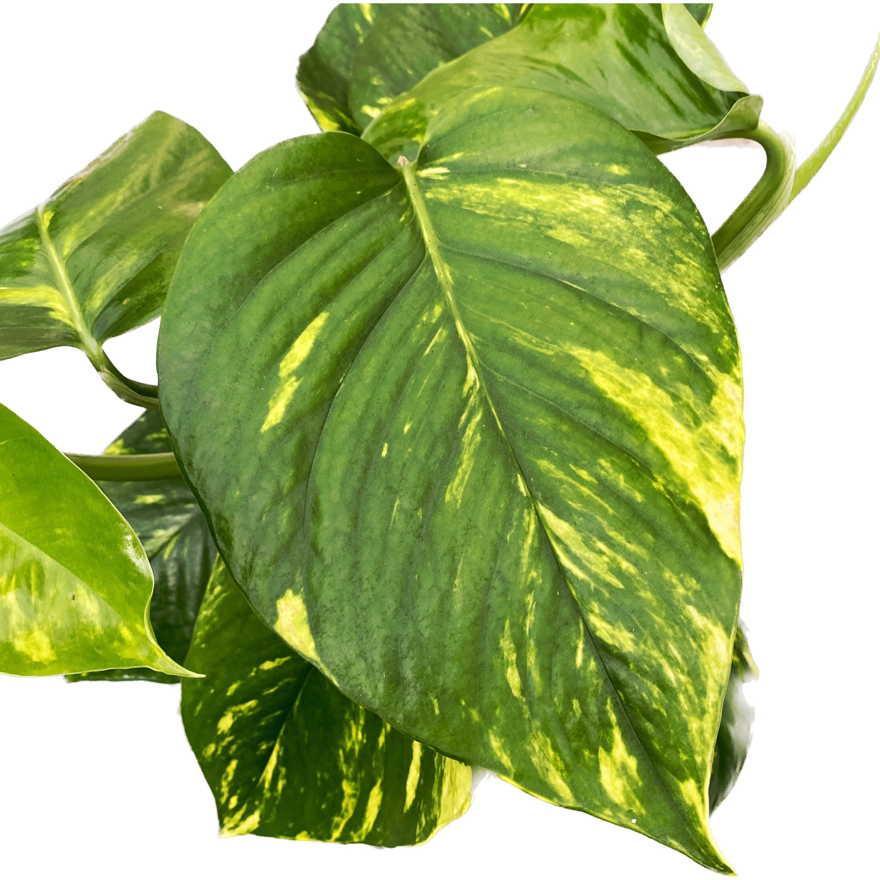 Epipremnum aureum 'Golden' H90 5pp