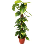 Epipremnum aureum 'Golden' H90 5pp