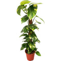 Epipremnum aureum H140 cm