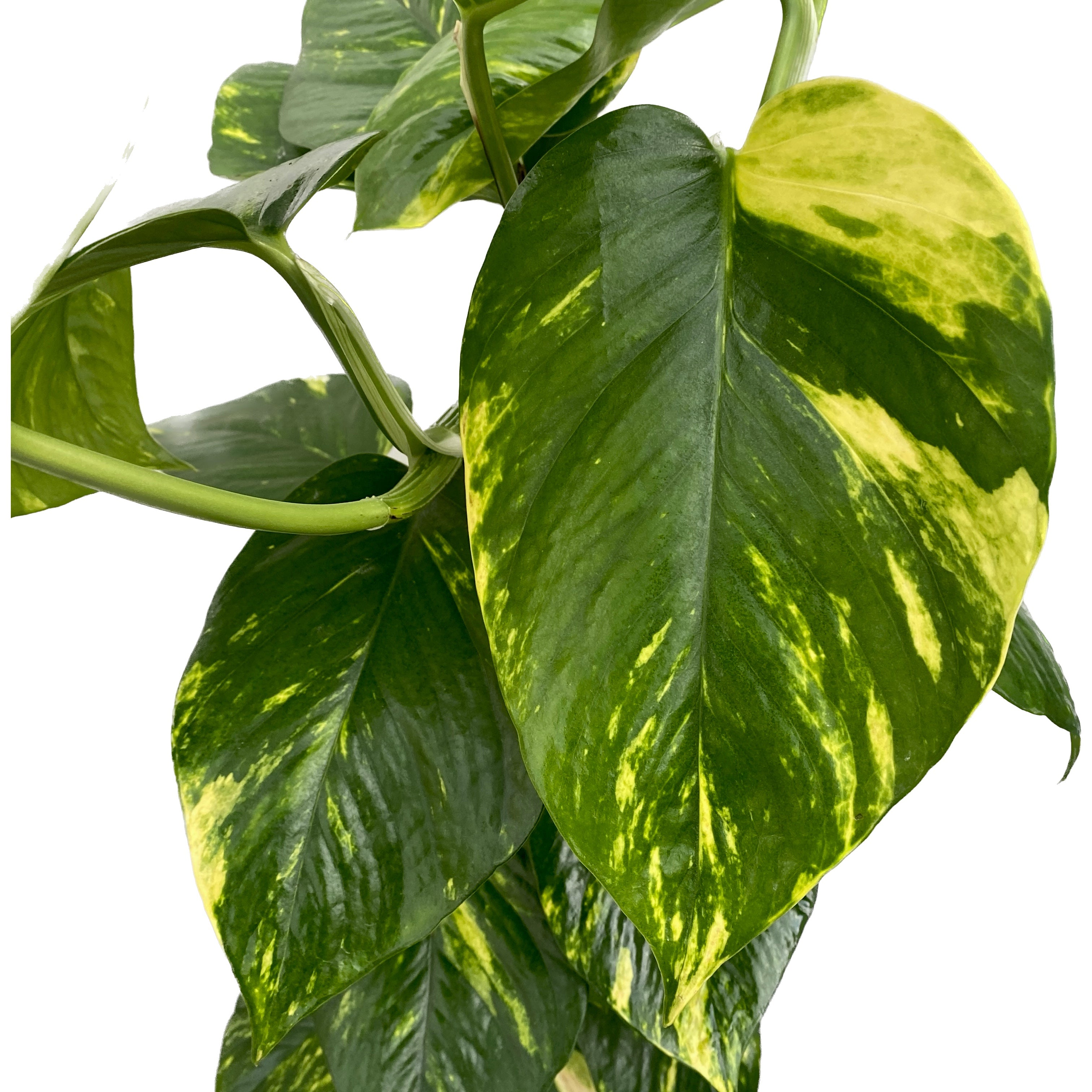 Epipremnum aureum 'Golden' H90 5pp