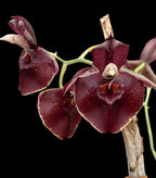 Catasetum Orchidglade 'Jack of Diamond'