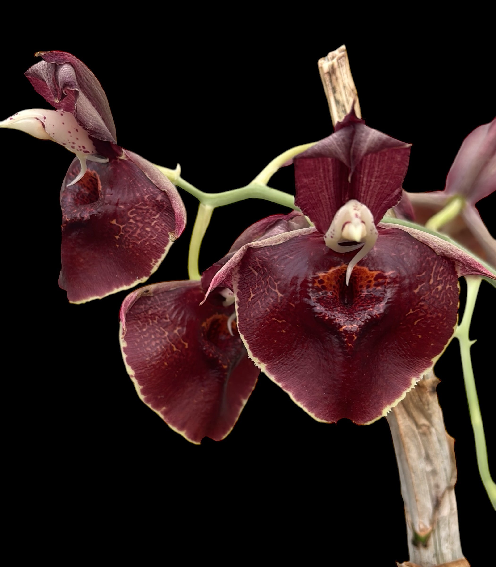 Catasetum Orchidglade 'Jack of Diamond'