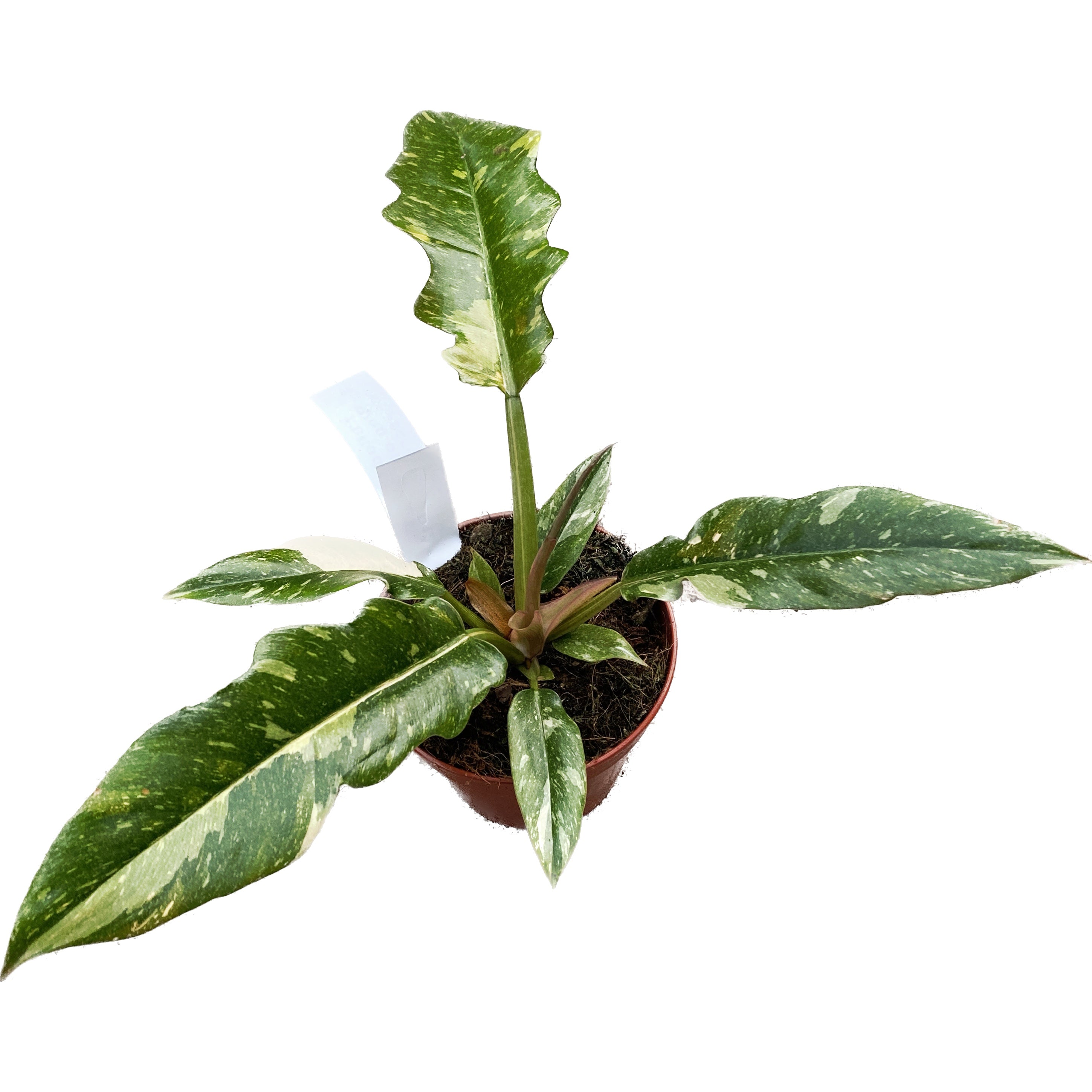 Philodendron 'Ring of Fire' D12