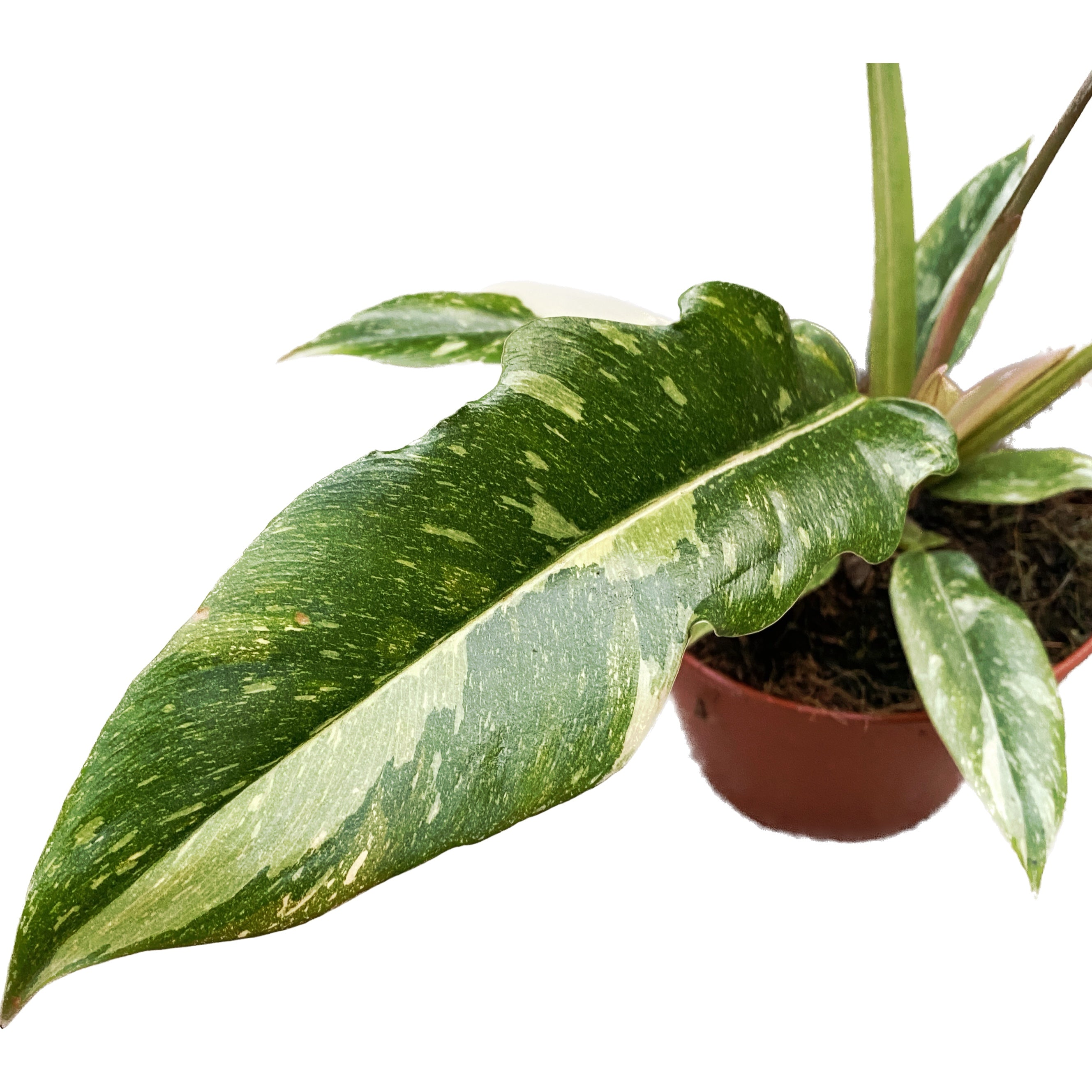 Philodendron 'Ring of Fire' D12