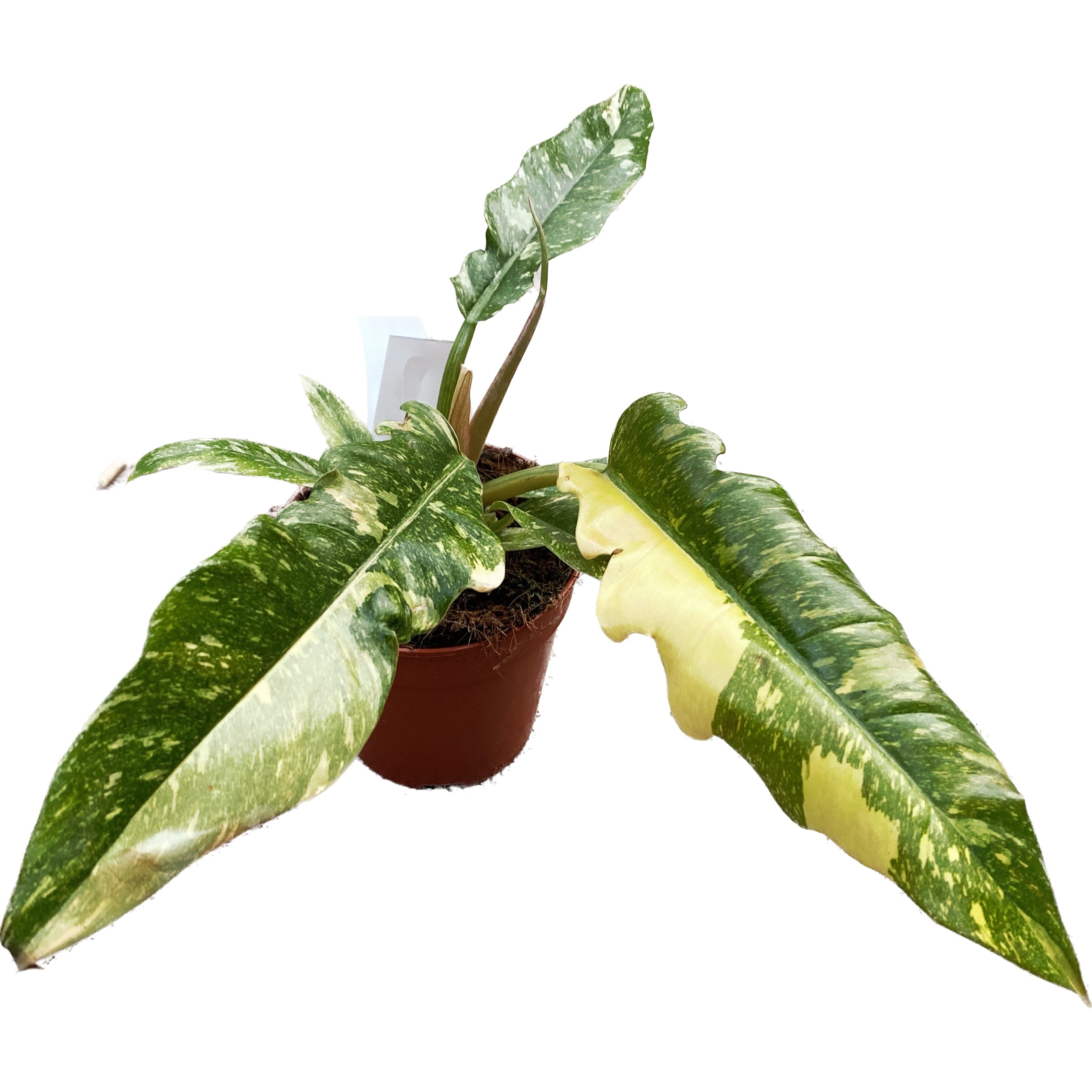 Philodendron 'Ring of Fire' D12