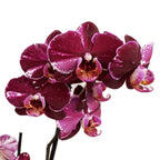 Phalaenopsis 'Limited #44'
