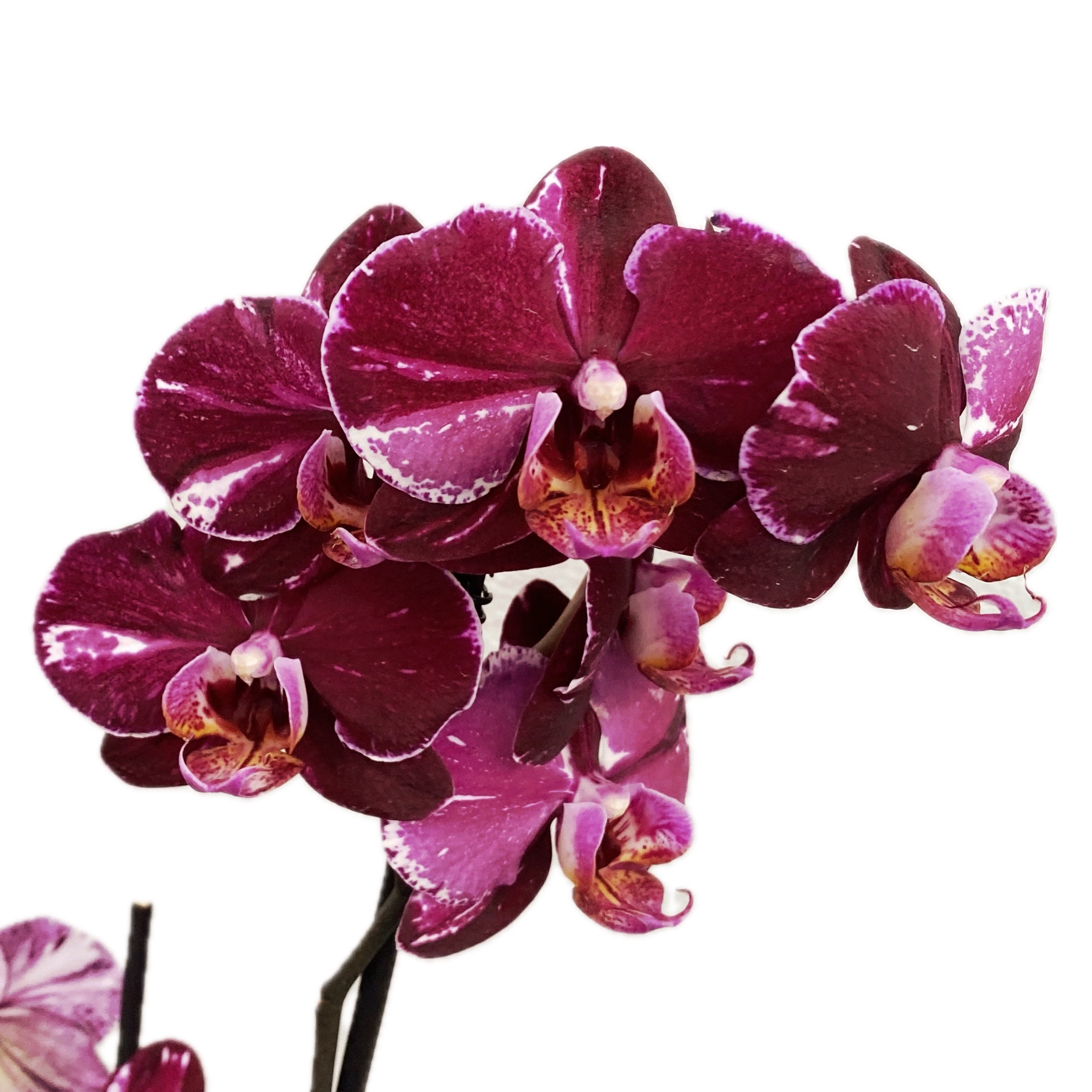 Phalaenopsis 'Limited #44’