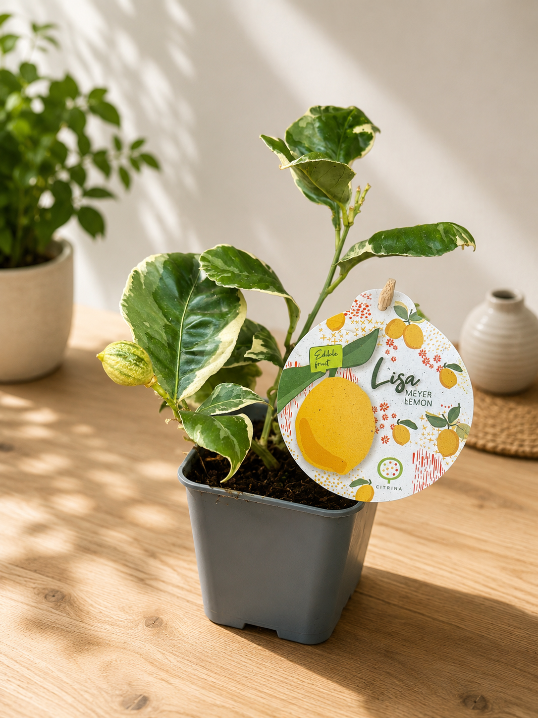 Meyer Lemon with Variegated Leaves and Fruits - Citrus 'Meyer Variegata'