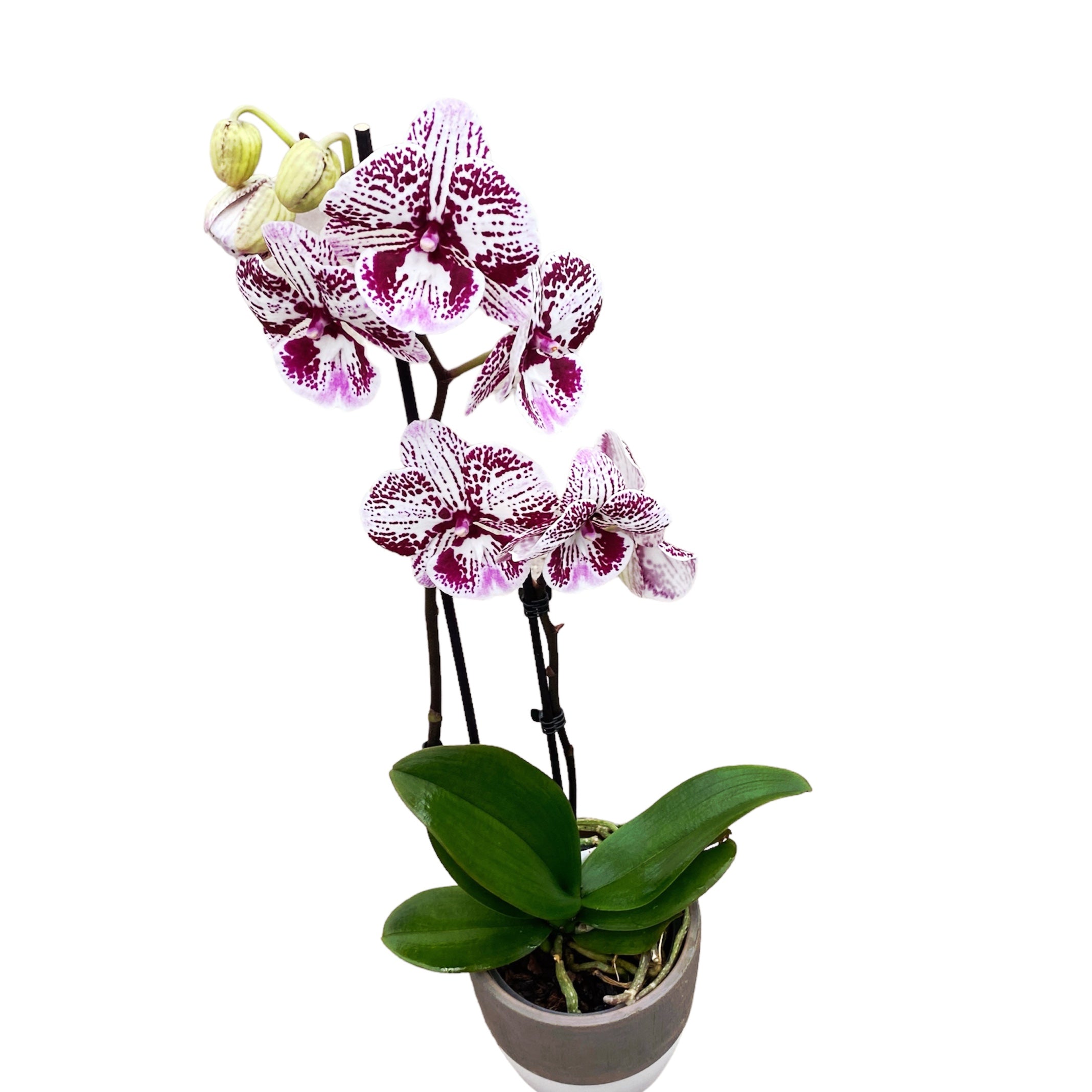 Phalaenopsis 'Limited #34' grande labbro