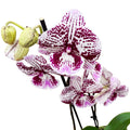 Phalaenopsis 'Limited #34' grande lèvre