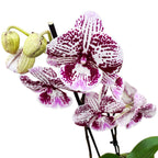 Phalaenopsis 'Limited #34' grande lèvre
