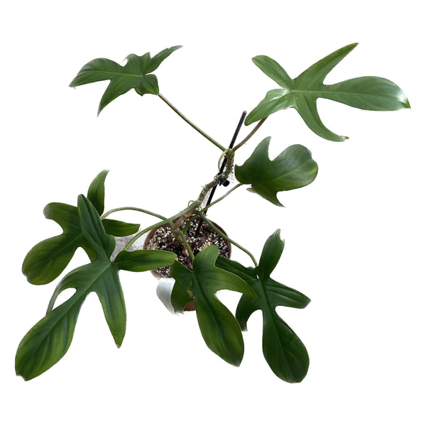 Philodendron Pedatum (Laciniatum) - 2 Pflanzen/Topf