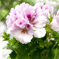 Pelargonium grandiflorum ‘Don Tequila’ - muscata englezeasca cu flori mari