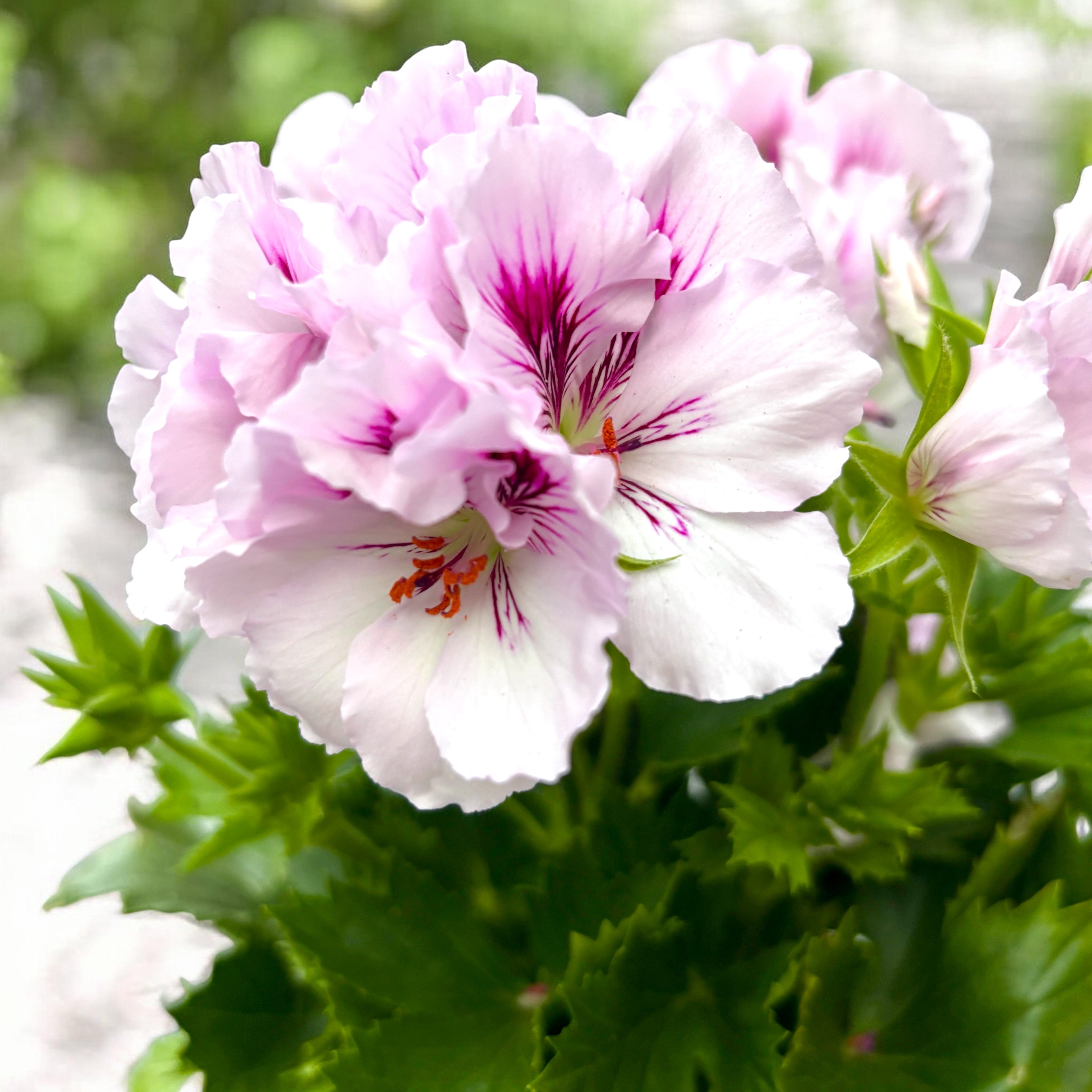 Pelargonium grandiflorum ‘Don Tequila’ - muscata englezeasca cu flori mari
