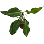 Filodendron 'Little Phil'