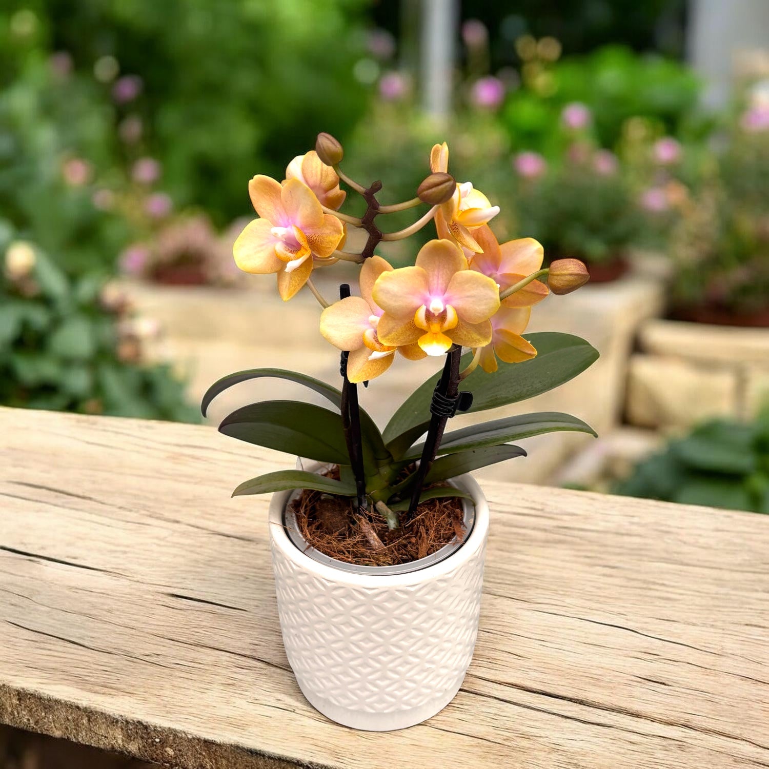 Phalaenopsis Scention D9 - intens parfumat