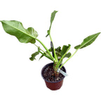 Filodendron 'Little Phil'