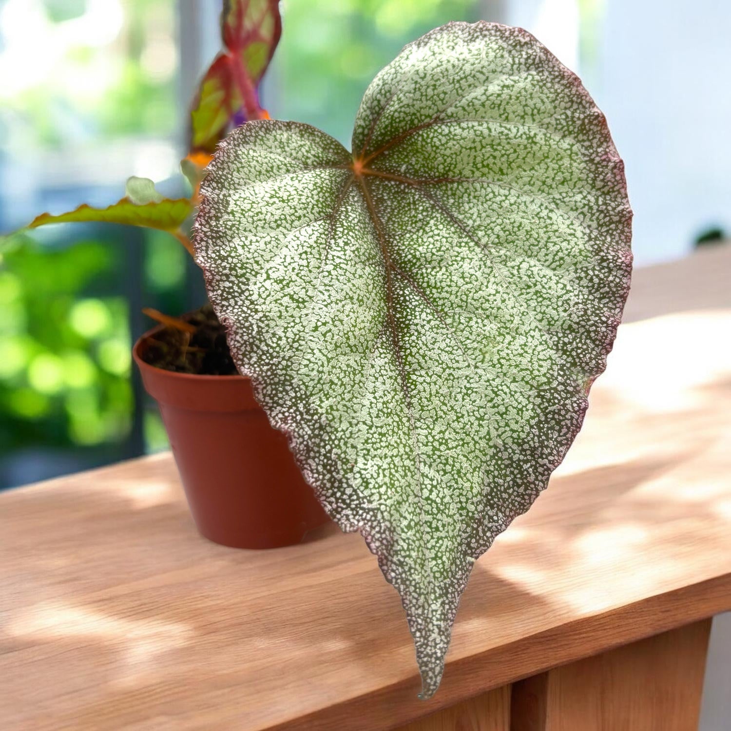 Begonia 'Flamingo Soul'