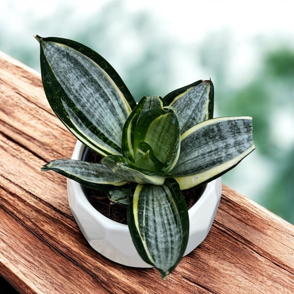 Sansevieria Hahnii 'Silver Zebra'