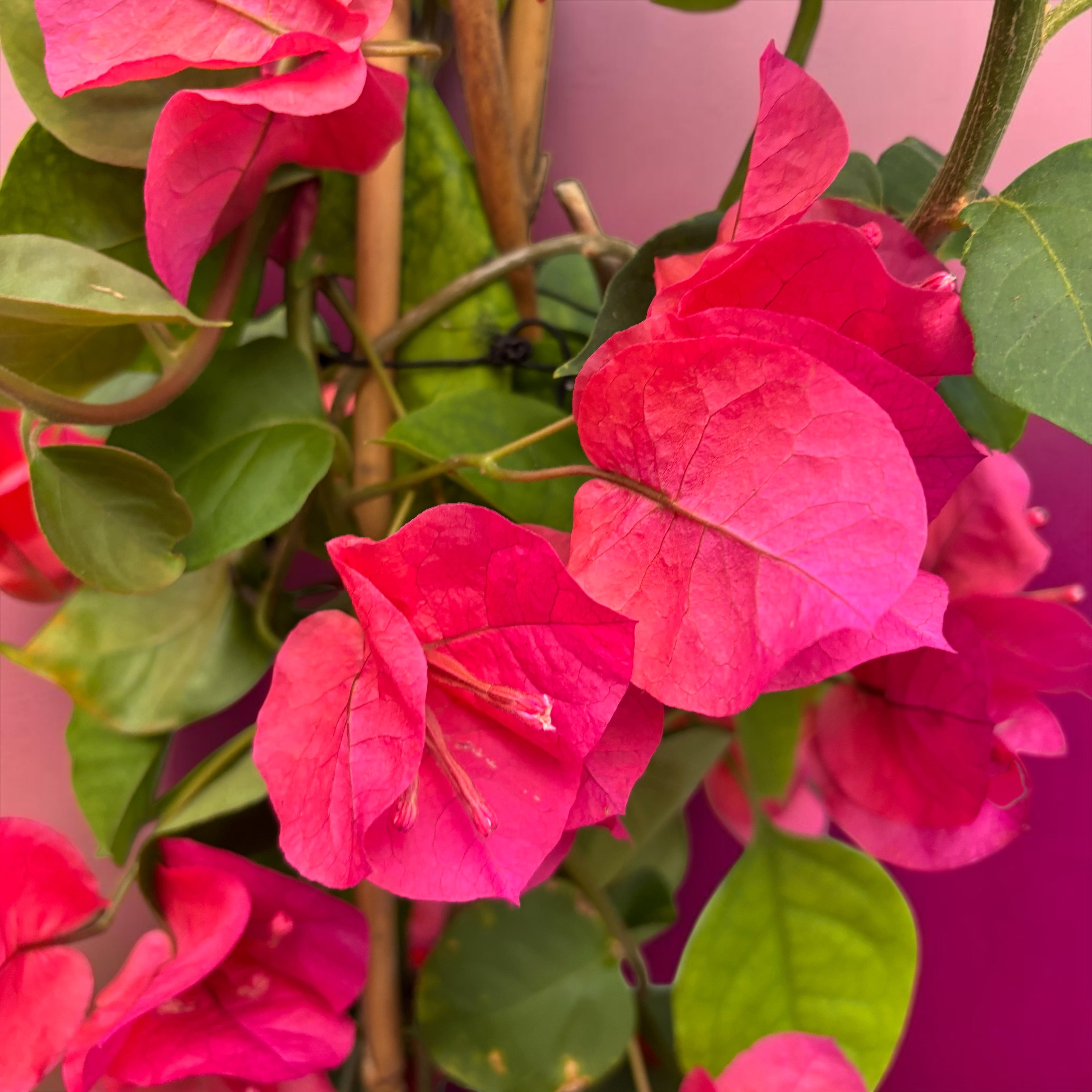 Bougainvillea 'Dania Red' (rojo-ciclamen) - Flor de papel D17