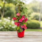 Bougainvillea 'Dania Red' (rojo-ciclamen) - Flor de papel D17