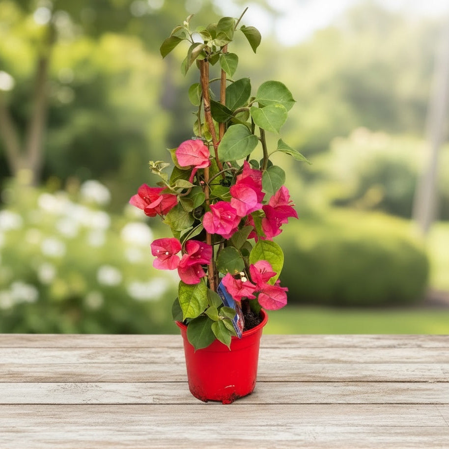 Bougainvillea 'Dania Red' (rojo-ciclamen) - Flor de papel D17