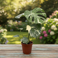 Monstera variegata 'Thai Constellation' XL -  monstera variegata de colectie