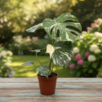 Monstera variegata 'Thai Constellation' XL -  monstera variegata de colectie