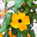 Thunbergia alata ‘Orange Eye’ (Suzana cu ochi negri)