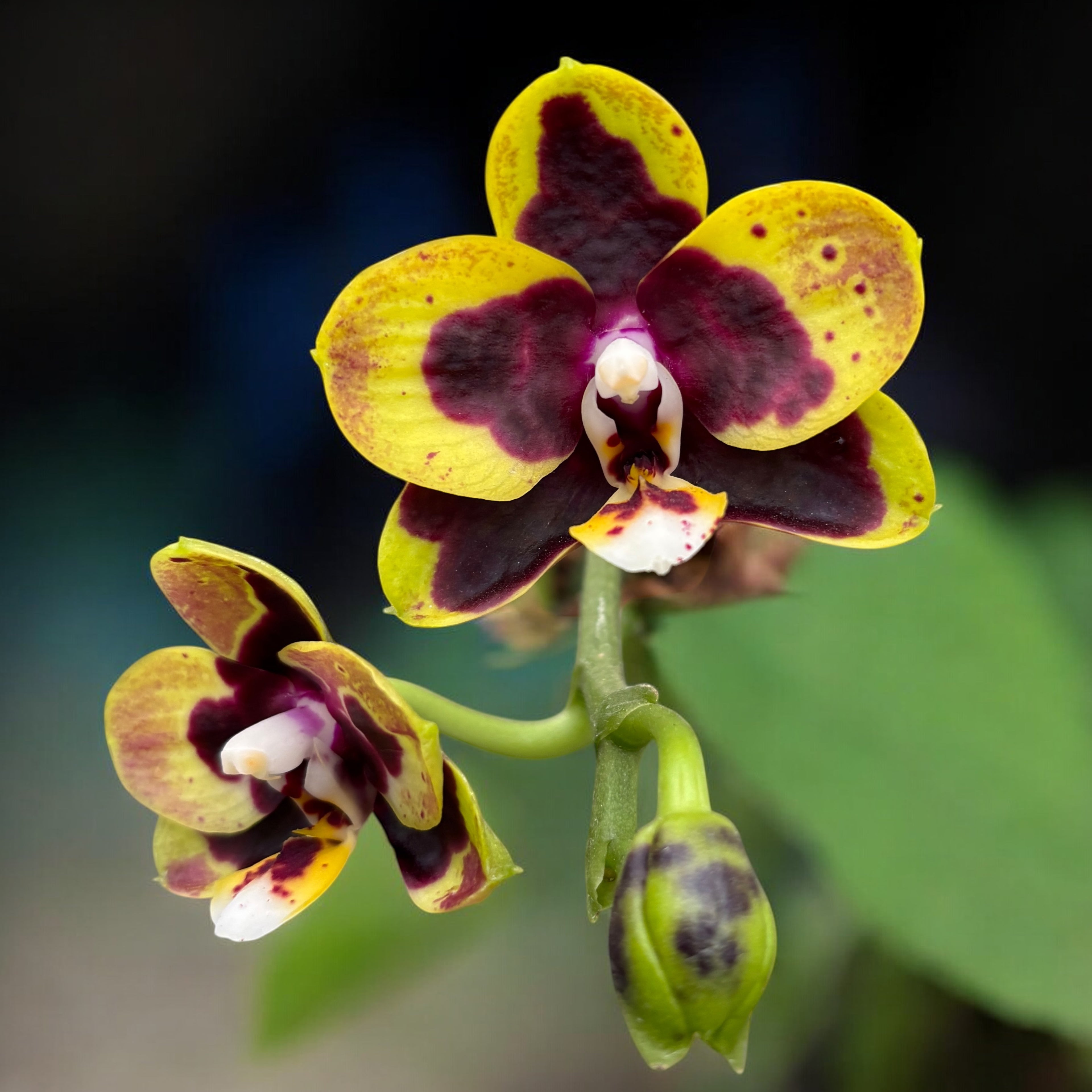 Phalaenopsis (Lioulin Goldfinch × Princess Kaiulani) '1445'