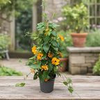 Thunbergia alata ‘Orange Eye’ (Suzana cu ochi negri)