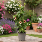 Thunbergia alata ‘African Sunset’