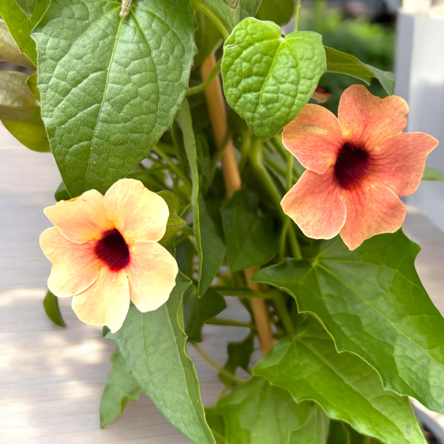 Thunbergia alata ‘African Sunset’