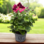 Pelargonium Grandiflorum Don Camaro - engleski muškatni