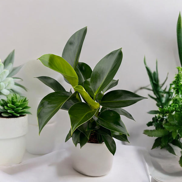 Philodendron Green Princess (bush)