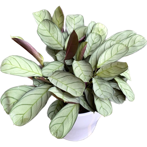 Ctenanthe burle marxii 'Amagris' (silver leaves)