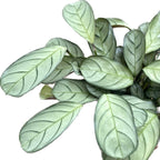 Ctenanthe burle marxii 'Amagris' - tropical plant with silver leaves