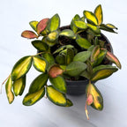 Hoya sp. aff. burtoniae 'Variegata' (Hoya sp. DS-70 variegata) D12 - pune posude!